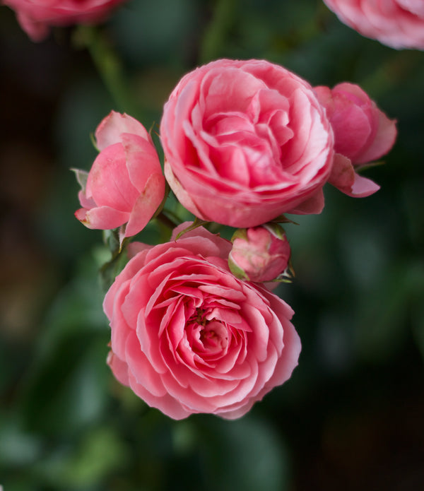 Huile essentielle - Rose diluée à 3% dans jojoba - MAKESENZ