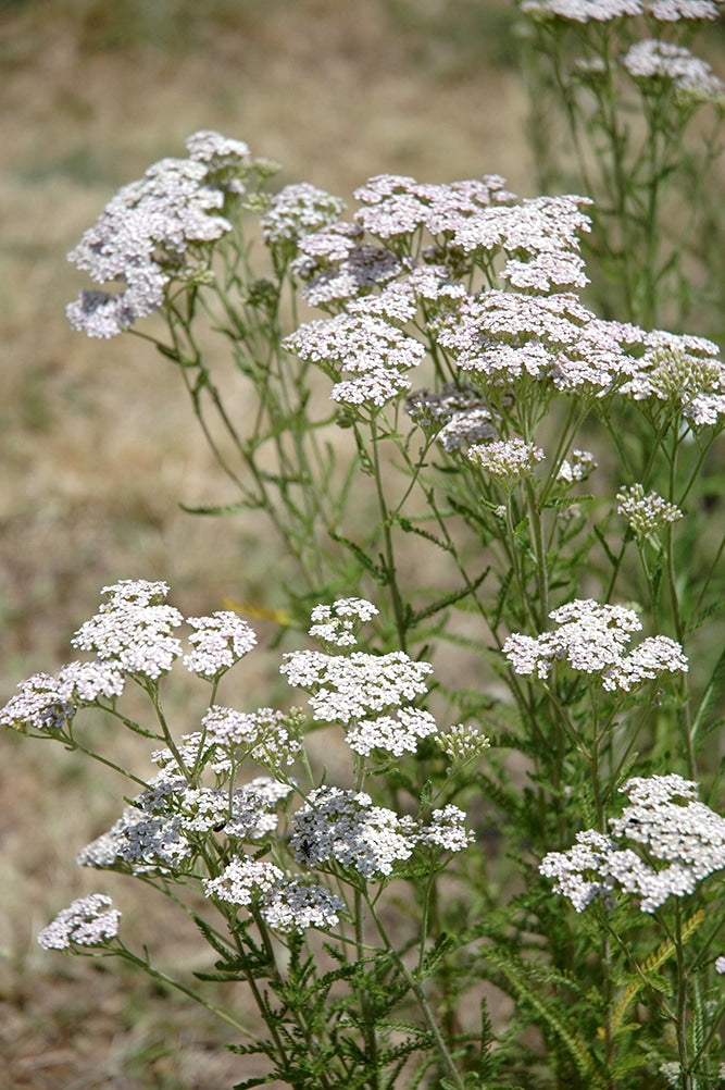 Hydrolat de achillée millefeuille BIO*