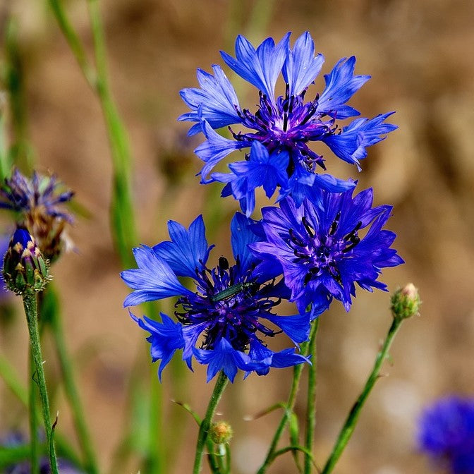 Hydrolat de bleuet BIO*