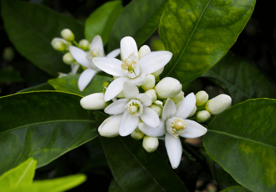 Hydrolat de fleur d'oranger BIO*