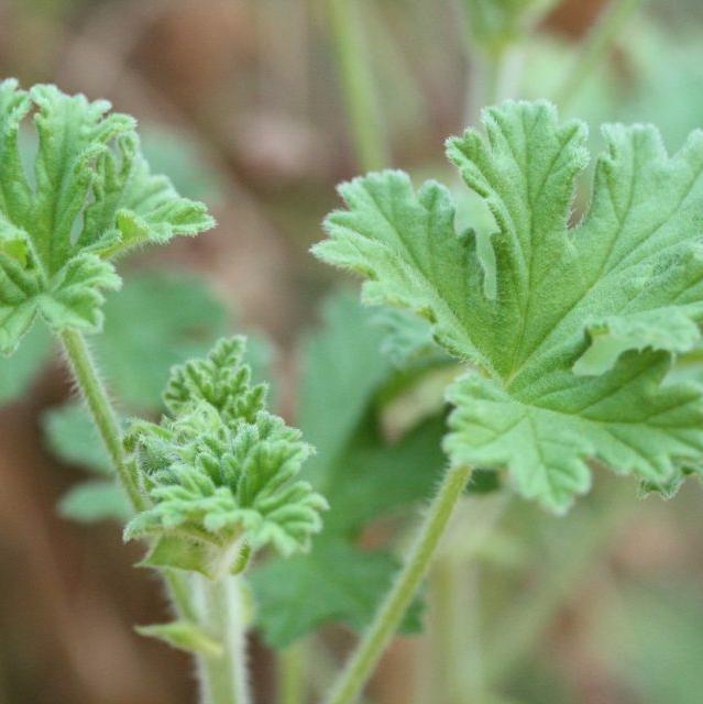 Crème mains - Coco, Hemp & Geranium