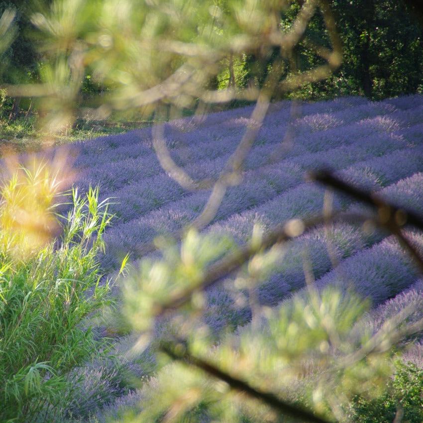 Baume de provence karité & lavande - MAKESENZ